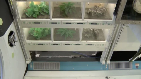 Display of different plants used on space stations Stock Footage 99083811