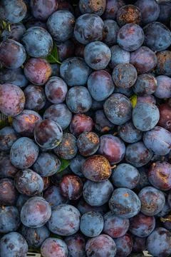 This display features large quantity of freshly picked plums with their vibra Stock Photos