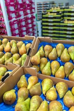 Display of multiple boxes of green pears in a fruit warehouse with pallets of Stock Photos