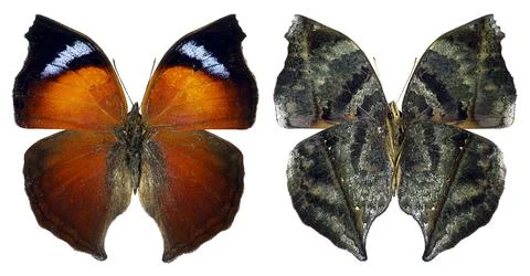 Display of the orange wings and leaf pattern of a mother of pearl butterfly.. Stock Photos