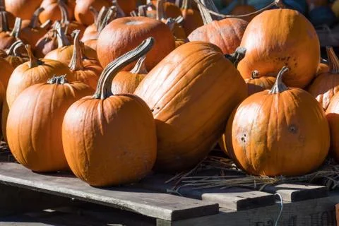 Display of orrange giant pumpkins Foto stock