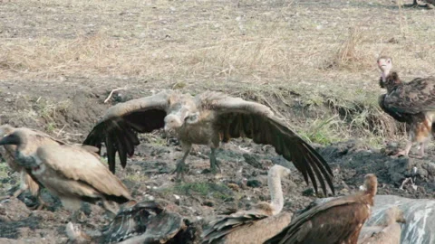 Display pattern of white-backed vulture chasing away competitors for food. Stock Footage 234856535