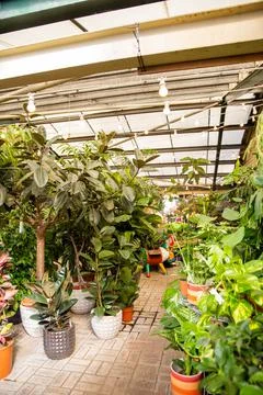 Display of plants and small trees inside a store 스톡 사진