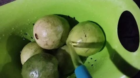 Display of red crystal guava fruit that is watered using a hose Stock Footage 229252605