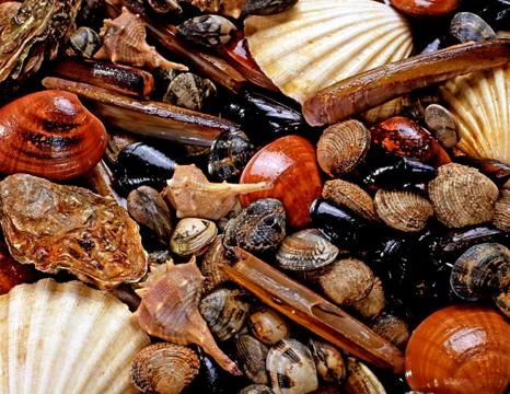 Display of shellfish Stock Photos