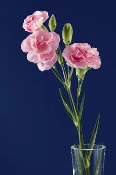 Display of a Small Group of Pinks 스톡 사진