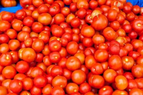 Display of tomatoes at the market Stock Photos