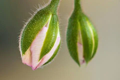 A display of two elegant pink and green geranium flower buds on a graceful .. Stock Photos
