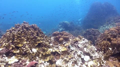 Display of various live and bleached coral percentage Stock Footage 256803933