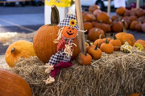 Display of Vibrant Pumpkin Patch with Playful Scarecrow Doll on Haystack Stock Photos