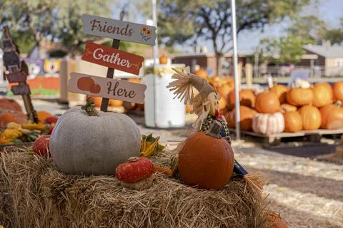 Display of Vibrant Pumpkins for Sale on Haystack with Scarecrow Doll Stock Photos