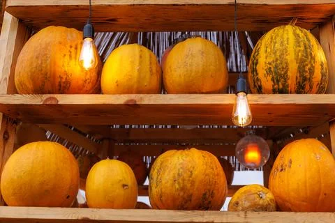 A Display of Vibrant Pumpkins Under Soft Lighting, Perfect for Autumn Stock Photos