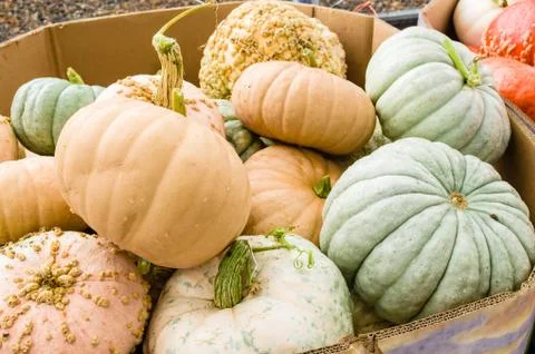 Display of winter squash at the market Stock Photos