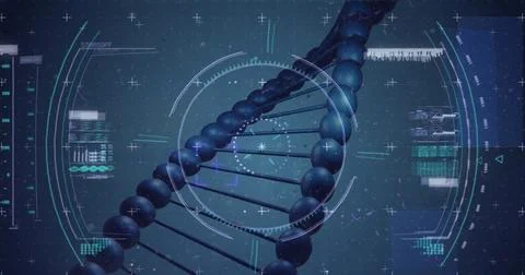 Displaying 3D DNA double helix rotating on lab simulation screen, with HUD Stock Photos