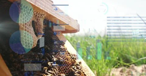 Displaying beehive frame showing bees covering honeycomb cells in apiary with Stock Photos