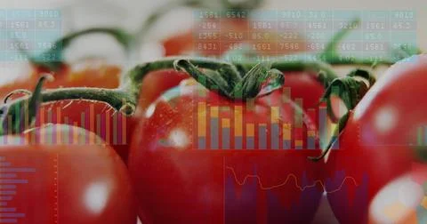 Displaying central cluster of ripe red tomatoes with calyxes on tabletop, with Stock Photos
