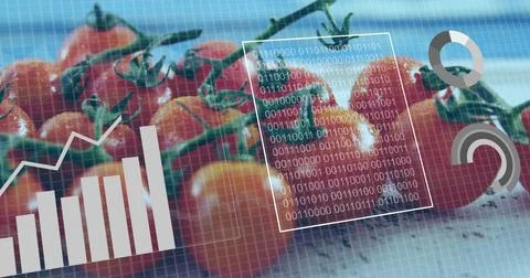 Displaying cherry tomatoes on vine on light surface, with digital analytics Stock Photos