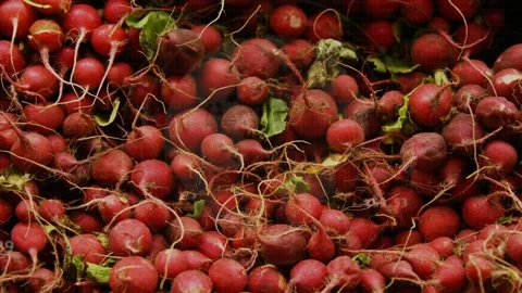 Displaying dense pile of small red radishes filling frame in close-up, with HUD Stock Footage 332882022