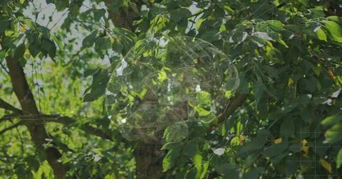 Displaying digital brain network glowing over tree trunk, green foliage in Foto stock