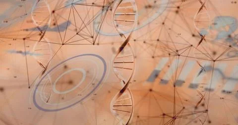 Displaying DNA strands on digital screen with nodes lines circular charts and Stock Illustration