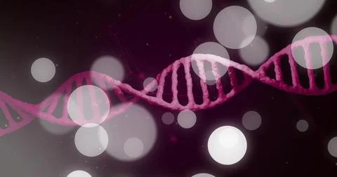 Displaying double-helix DNA stretching across purple backdrop, with bokeh orbs, Stock Illustration
