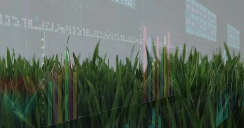 Displaying foreground grass blades in virtual studio, merging with AR bar charts Illustrazione stock
