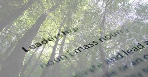 Displaying forest canopy and trunks rising toward sky in woods, overlaid with Stock Illustration