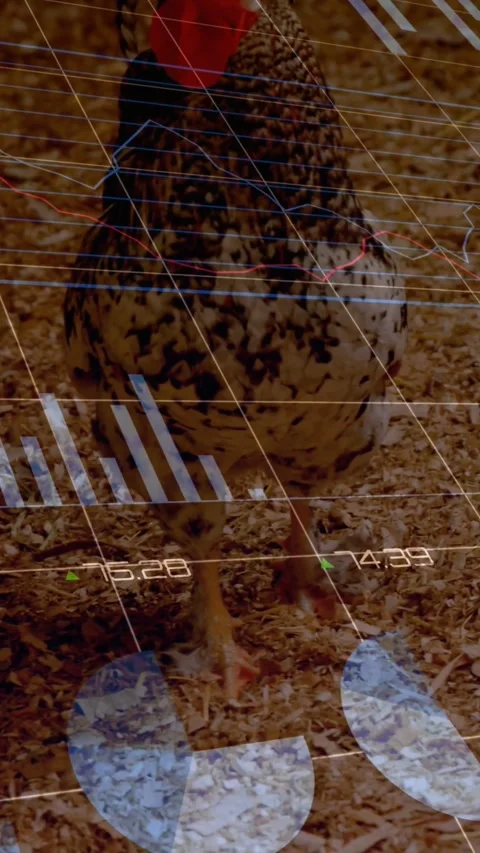 Displaying HUD charts and blue bars, camera tracking speckled fowl entering and Stock Footage 333836284