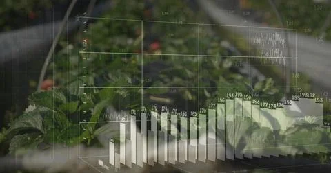 Displaying leafy crop row projecting digital data overlays in greenhouse, with Stock Photos