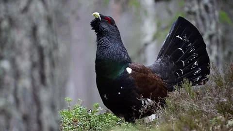 A displaying male capercaillie in spring, calling and flying off. Video stock 288099039