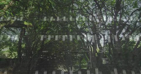 Displaying mature tree cluster with dense canopy in wooded grove, showing stone Photos