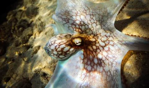 Displaying octopus in shallow water Stock Photos
