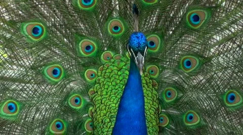 Displaying peacock - HD  Video stock 436369
