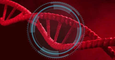 Displaying red double-helix DNA strand rotating in scientific visualization, Illustrazione stock