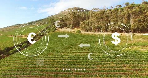 Displaying terraced vineyard showing parallel grapevine rows on slope, with euro Stock Photos