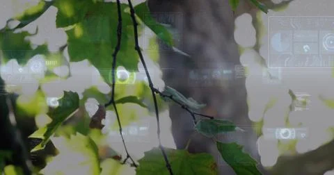 Displaying thin diagonal branch showing brown-edged leaf with veins in canopy, Foto stock
