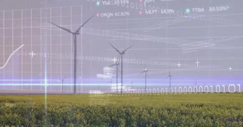 Displaying three-blade wind turbines rising over flowering crops at wind farm, 写真素材