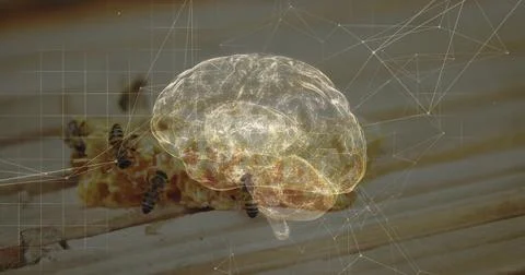 Displaying translucent brain hologram glowing over honeycomb on wooden plank, Stock Photos