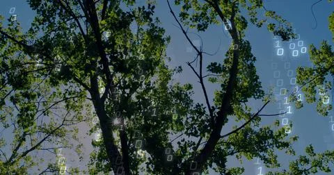 Displaying tree trunk and branches filtering sunlight at park, with Stock Photos