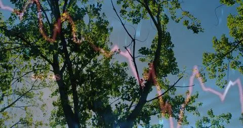 Displaying upward tree branches filtering sunlight through leaves in park, with Stock Photos