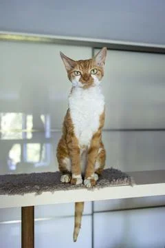Displeased red cat devon rex sits high on a shelf Stock Photos