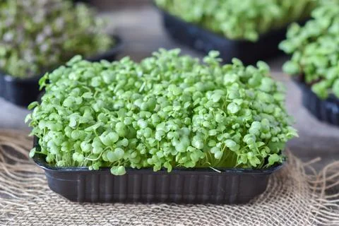 A disposable container with sprouted mustard. Micro-greenery on a wooden Foto stock