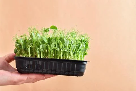 A disposable container with sprouted peas. Micro-green on a beige background Stock Photos