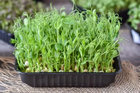 A disposable container with sprouted peas. Micro-greenery on a wooden background Stock Photos