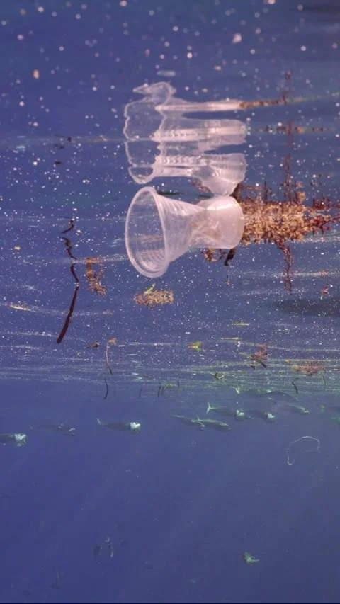 Disposable plastic cup floats under surface of water, on background swims school Stock Footage 252015556
