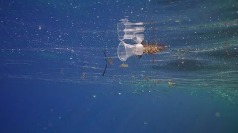 Disposable plastic cup floats under surface of water, on background swims school Stock Footage 252016555