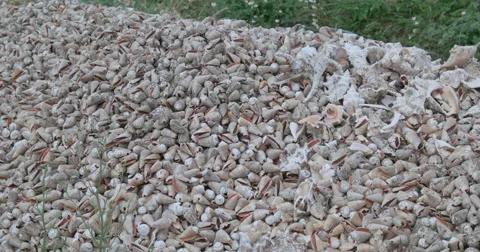 Disposed shell. Stock Footage 63018146