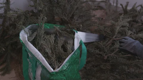 Disposing of cut Christmas tree branches, eco home cleanup Stock Footage 332908087