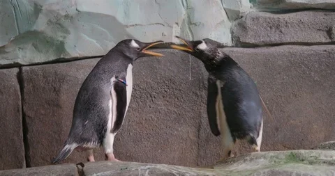 Dispute between Gento Pinguins indoor on artificial rocks Stock Footage