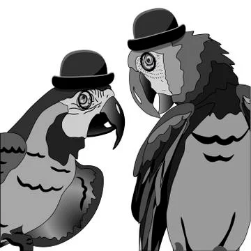 The Dispute of Two Parrots Stock Illustration